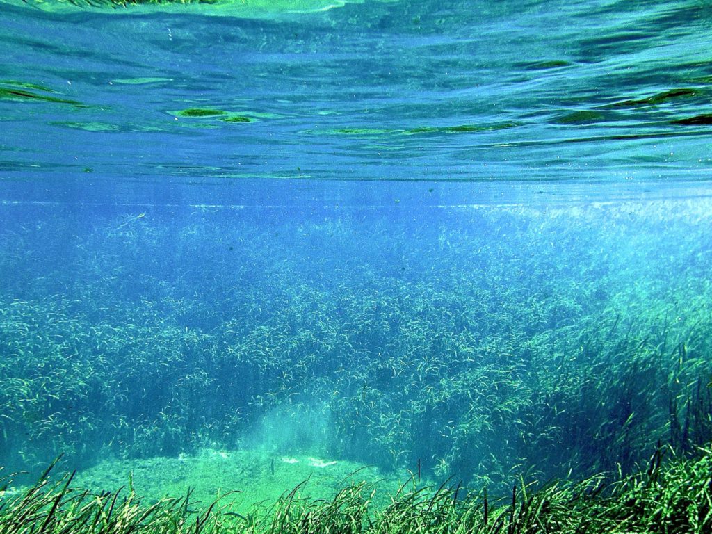 Florida's Blue Hole Spring in Ichetucknee Springs State Park