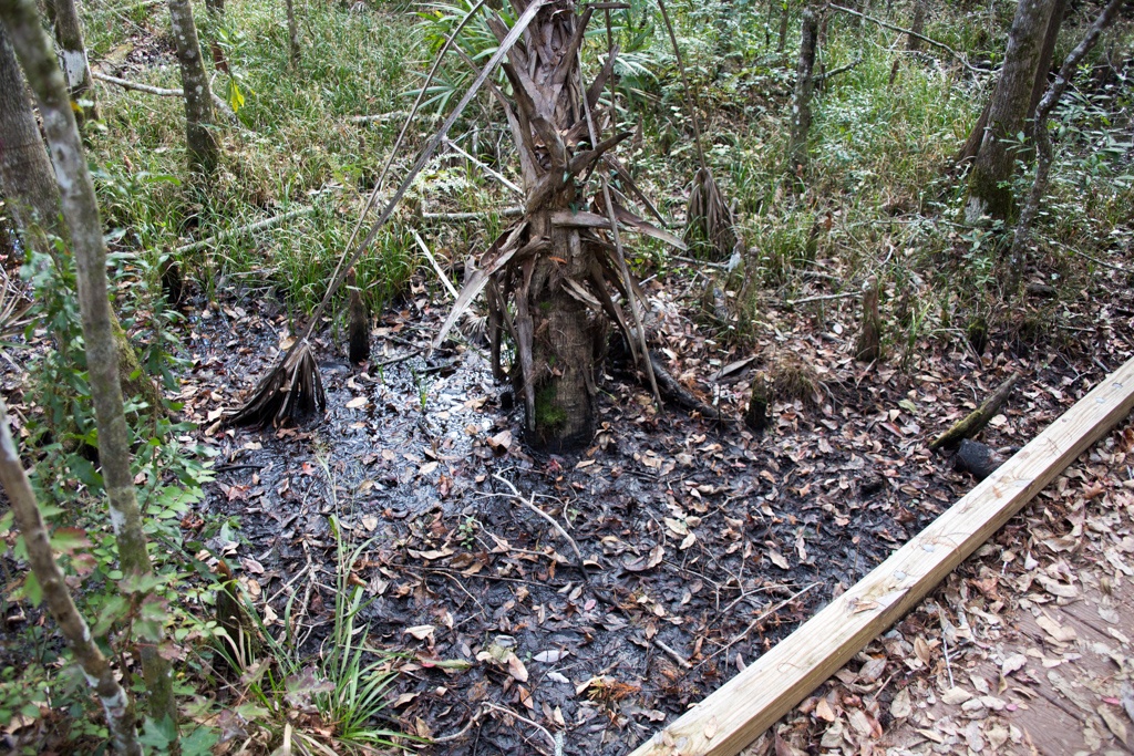 Wet swampland and forest surrounds Buford Spring inside the Chassahowitzka Wildlife Management Area 