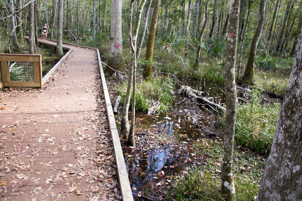 Saturated swampland beside the newly constructed boardwalk to the Buford Spring dive site.