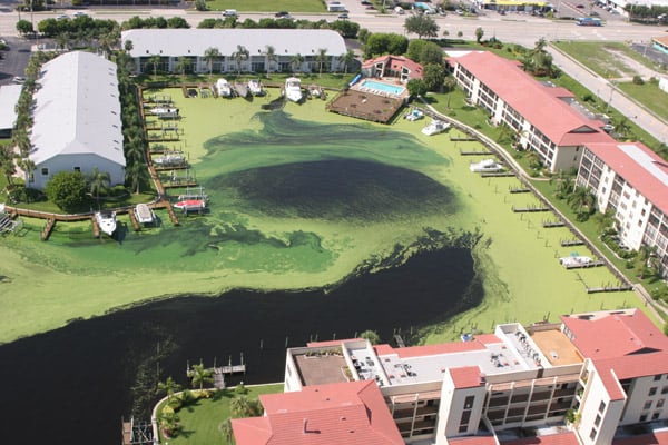 Toxic blue-green algae Cape Coral, Florida canals