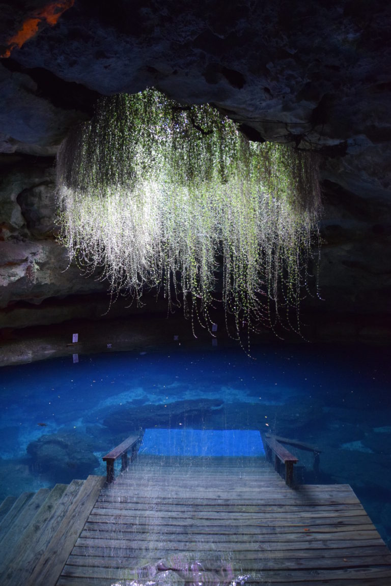 Devil's Den Cavern in Williston Florida