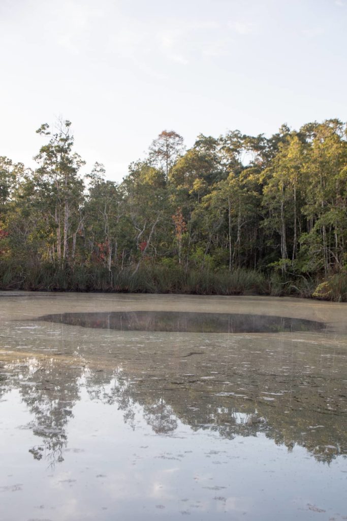 Eagles Nest Sinkhole, Chassahowitzka WMA, Florida