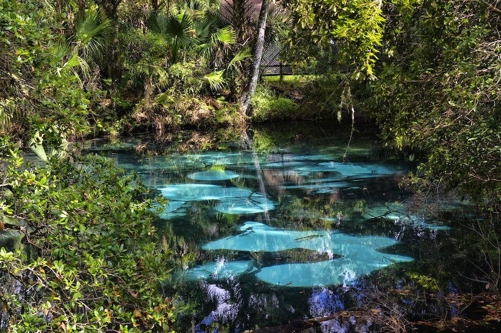 Fern Hammock Springs in the Ocala National Forest, Florida