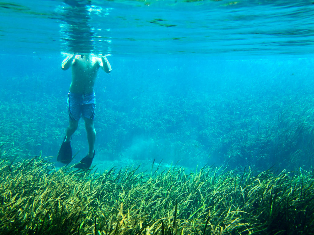 Snorkeling in Blue Hole Spring, Florida