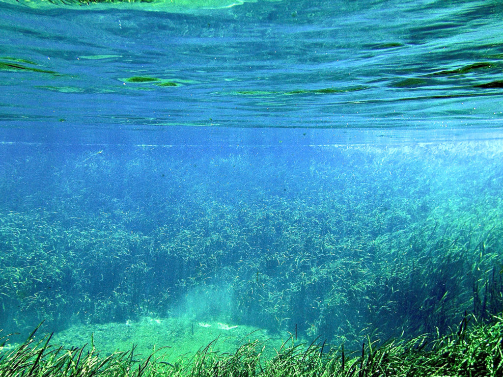 Blue Springs Florida Underwater Photo