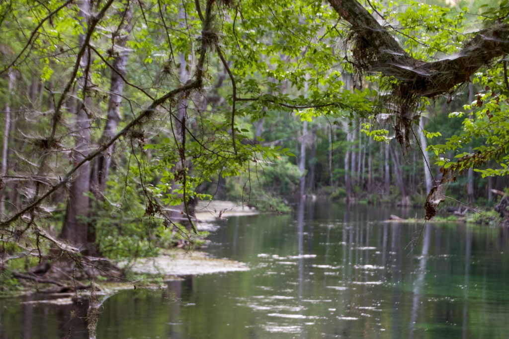 A view of the Ichetucknee River in Florida's Ichetucknee Springs State Park