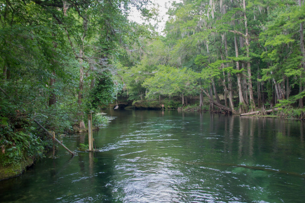 Natural Lazy River: Ichetucknee Springs