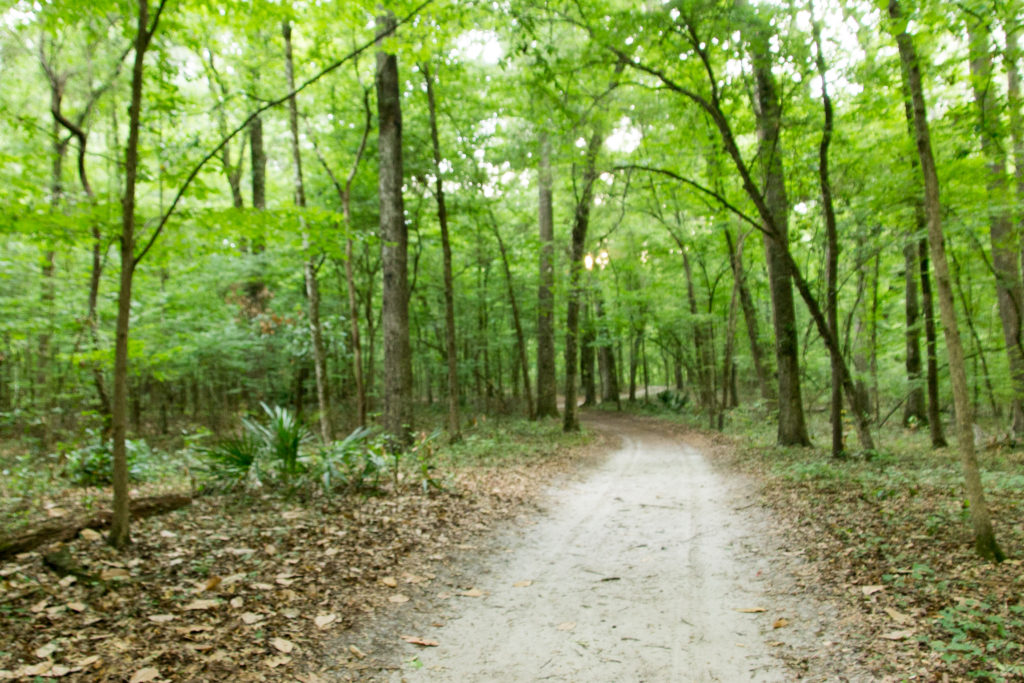 A hiking trail along the Blue Hole Spring Access Path