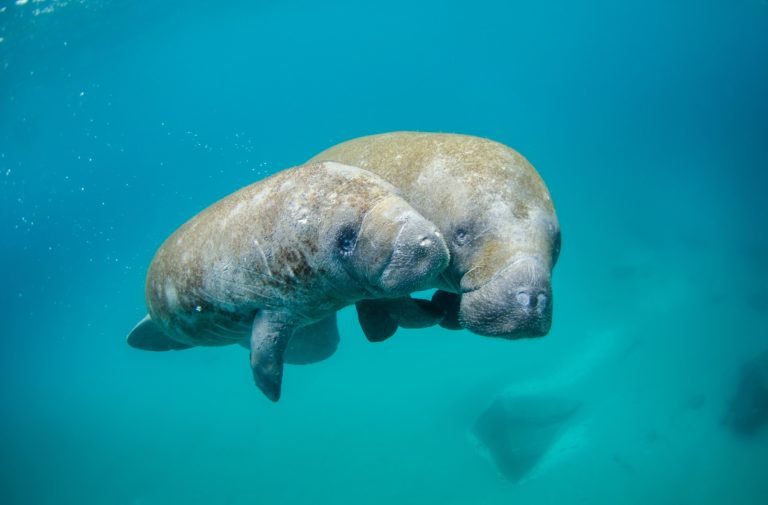 Manatees in Three Sisters Spring, near the Crystal River National Wildlife Refuge