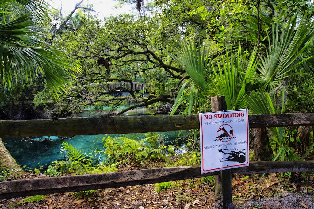 Swimming is not allowed in Fern Hammock Spring because there alligators in the spring, and because it is an environmentally sensitive area.