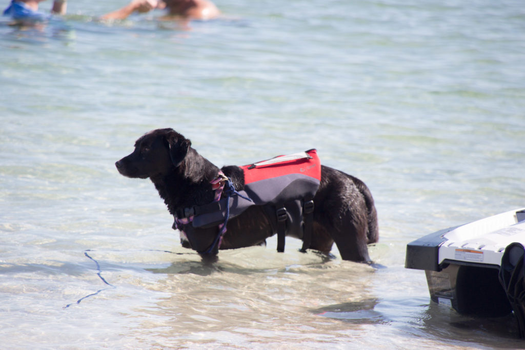 A dog on Peanut Island, near Palm Beach, Florida