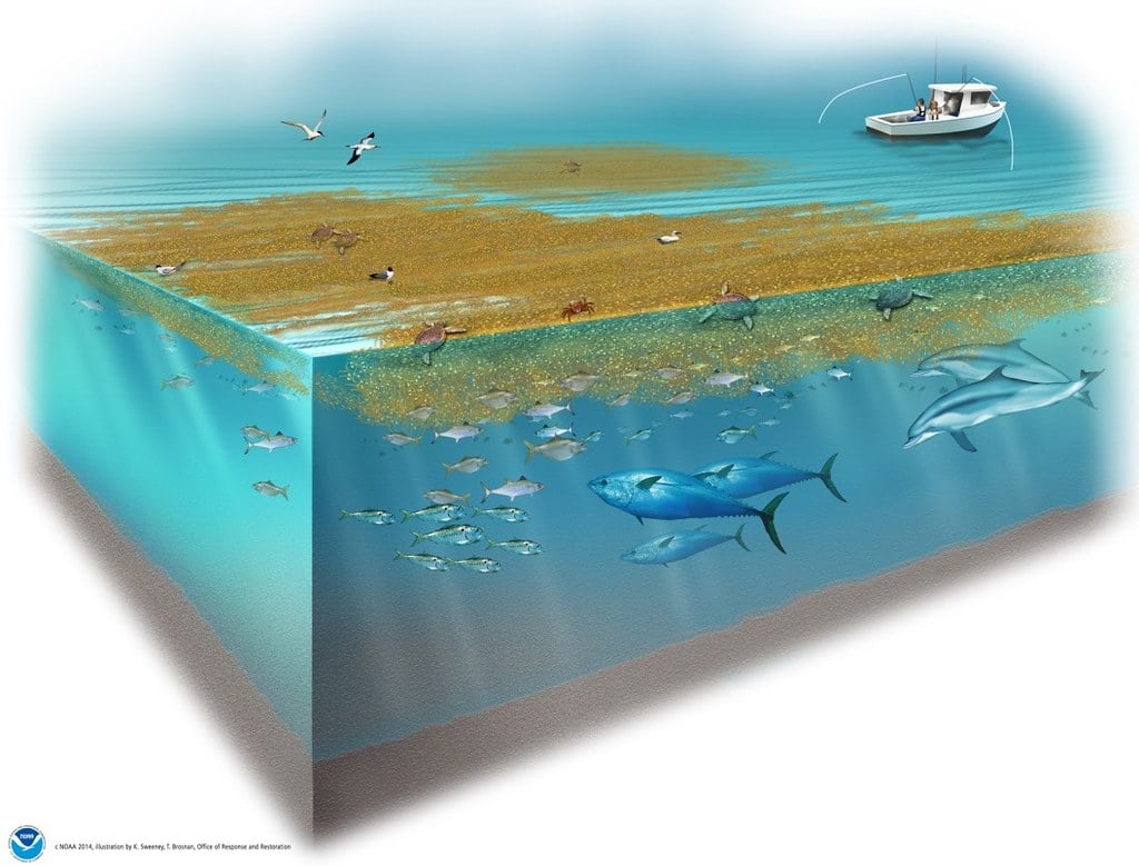 Sargassum and fish in a marine ecosystem