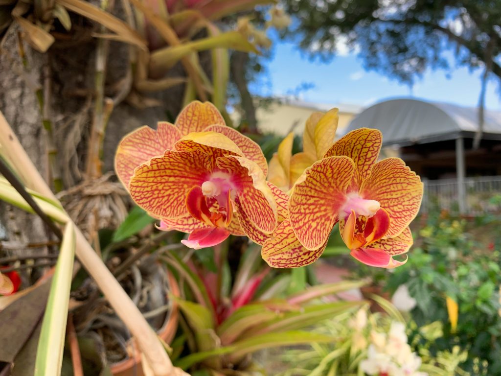 Thai Temple Sunday Market Orchid