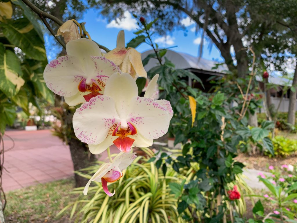 Plants, vegetables, produce and Orchids are sold at the Thai Temple Sunday Market