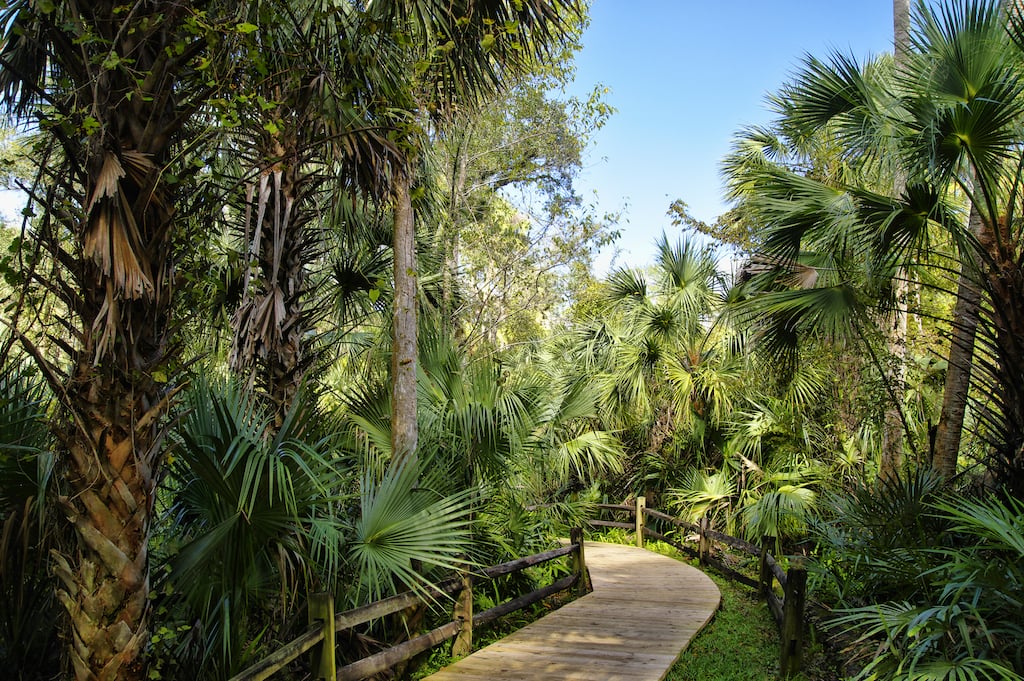 The path to Fern Hammock Springs in Ocala National Forest