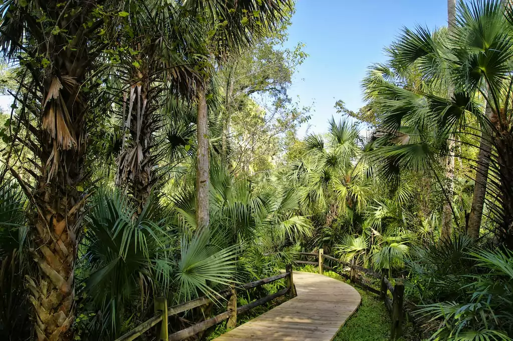 The path to Fern Hammock Springs in Ocala National Forest