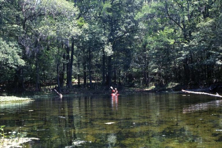 Treehouse Spring, Santa Fe River, Florida
