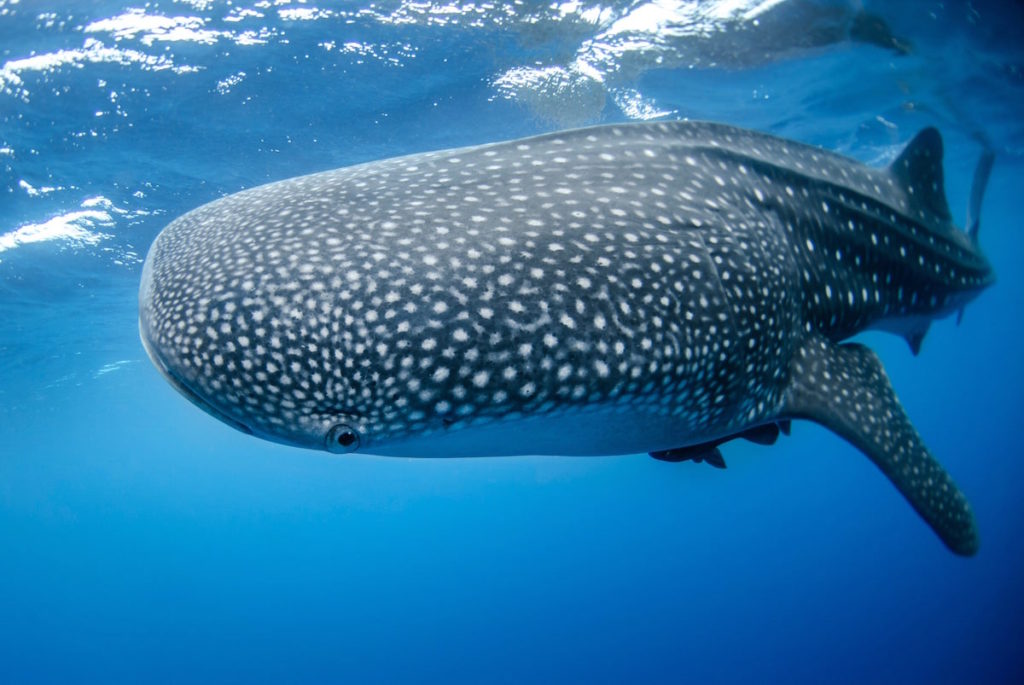 Whale Sharks visit Florida blue holes in the Gulf of Mexico