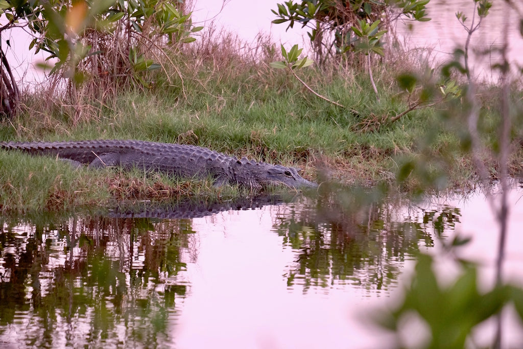 Seeing alligators in Florida