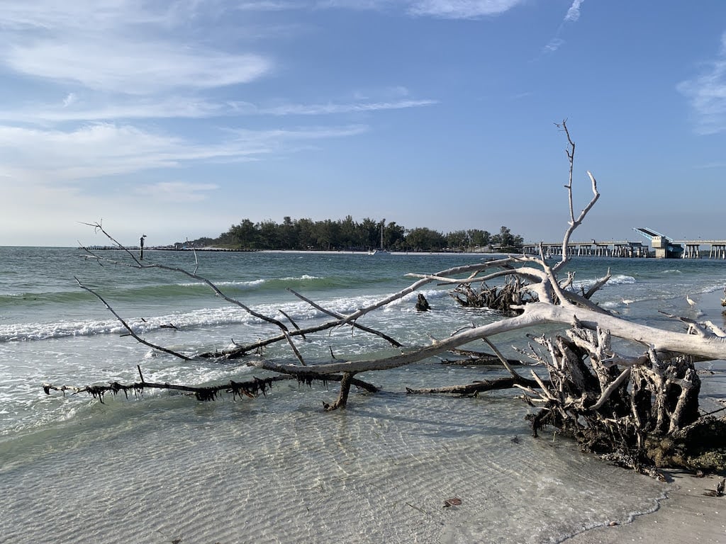 Driftwood beach at Beer Can Island on Longboat Key