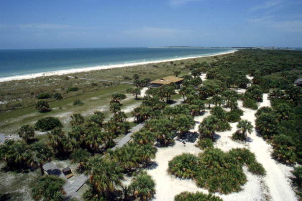 caladesi island center palm trees