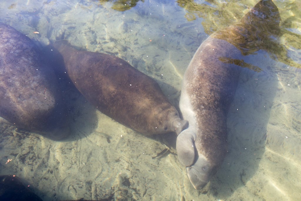 A baby manatee near seven sisters springs, chassahowitzka river