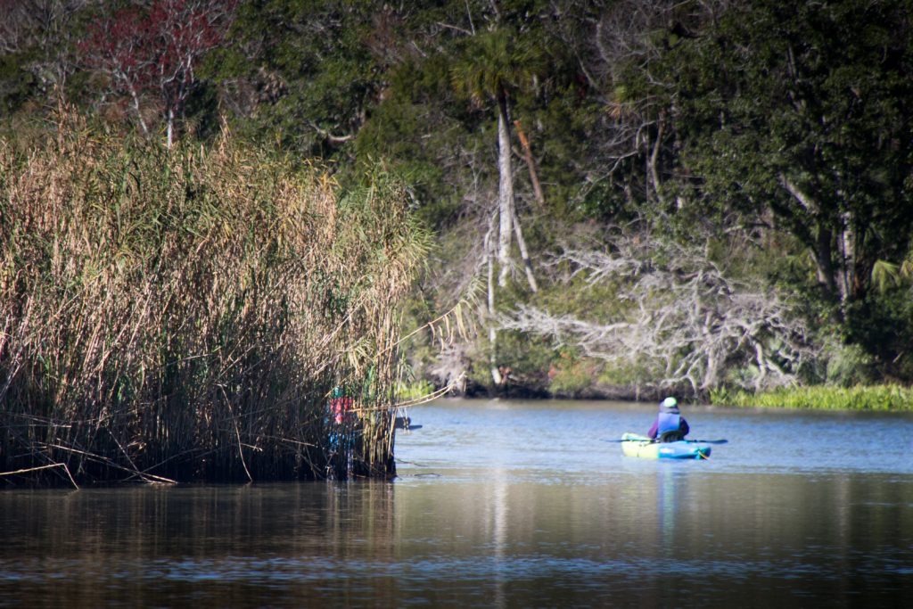 A kayaker on the Chassahowitzka River in Citrus County, Florida near the city of Homosassa