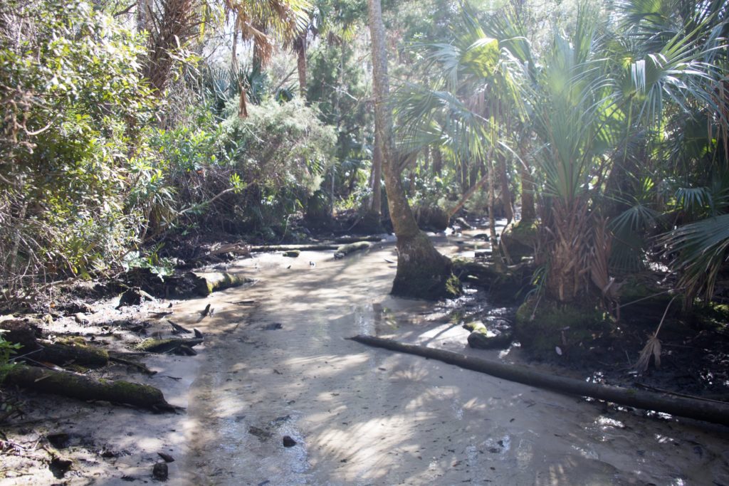 A shallow spring run leads to The Crack Spring in the Chassahowitzka River