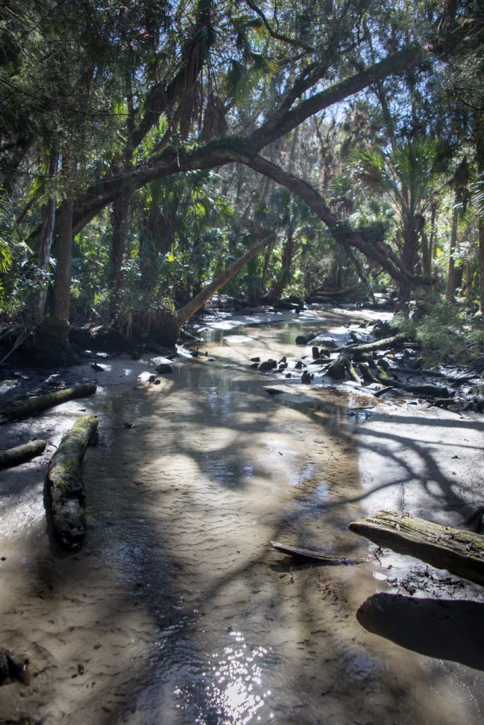 A spring run leading to The Crack in Chassahowitzka River