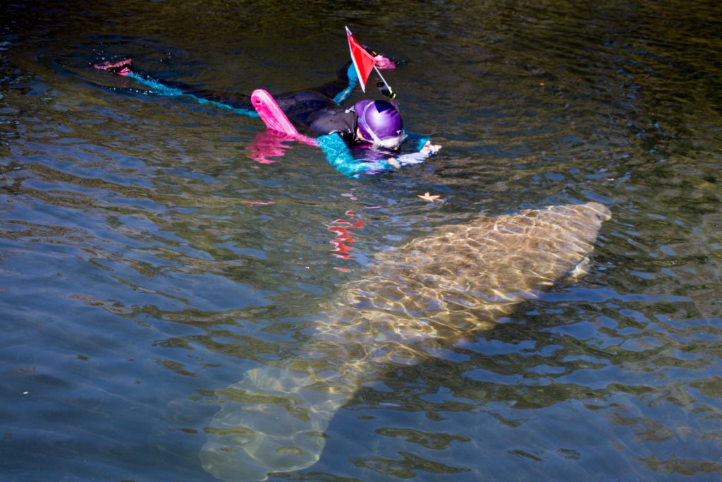 Swimming with manatees in Florida's Chassahowitzka River
