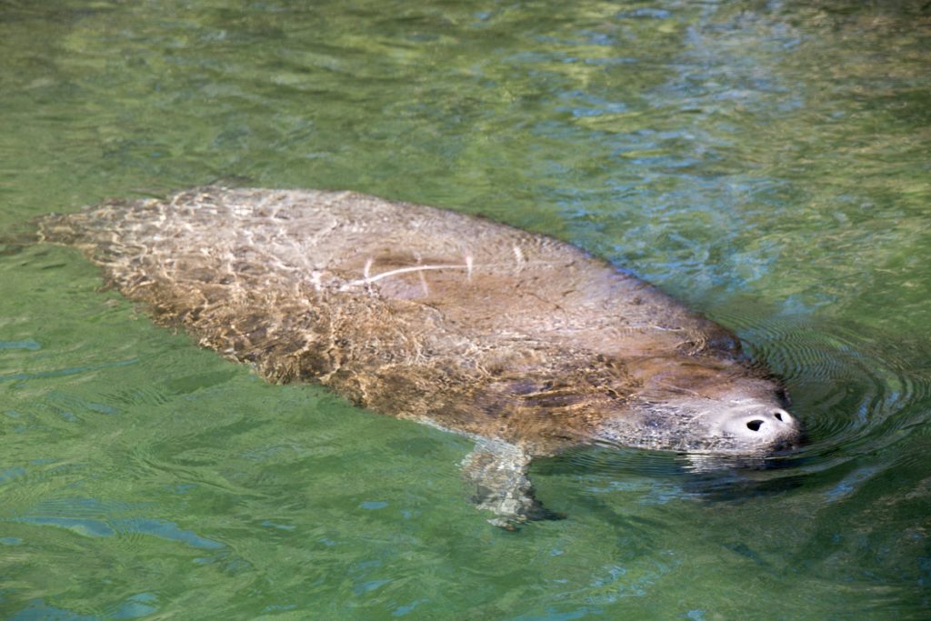 A manatee has scars from being cut by boat propellers