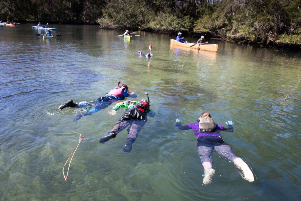 Swimming with manatees in the Chassahowitzka River in Citrus County Florida