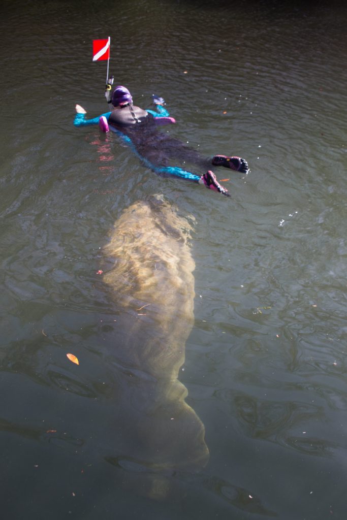 Swimming with a manatee in Florida