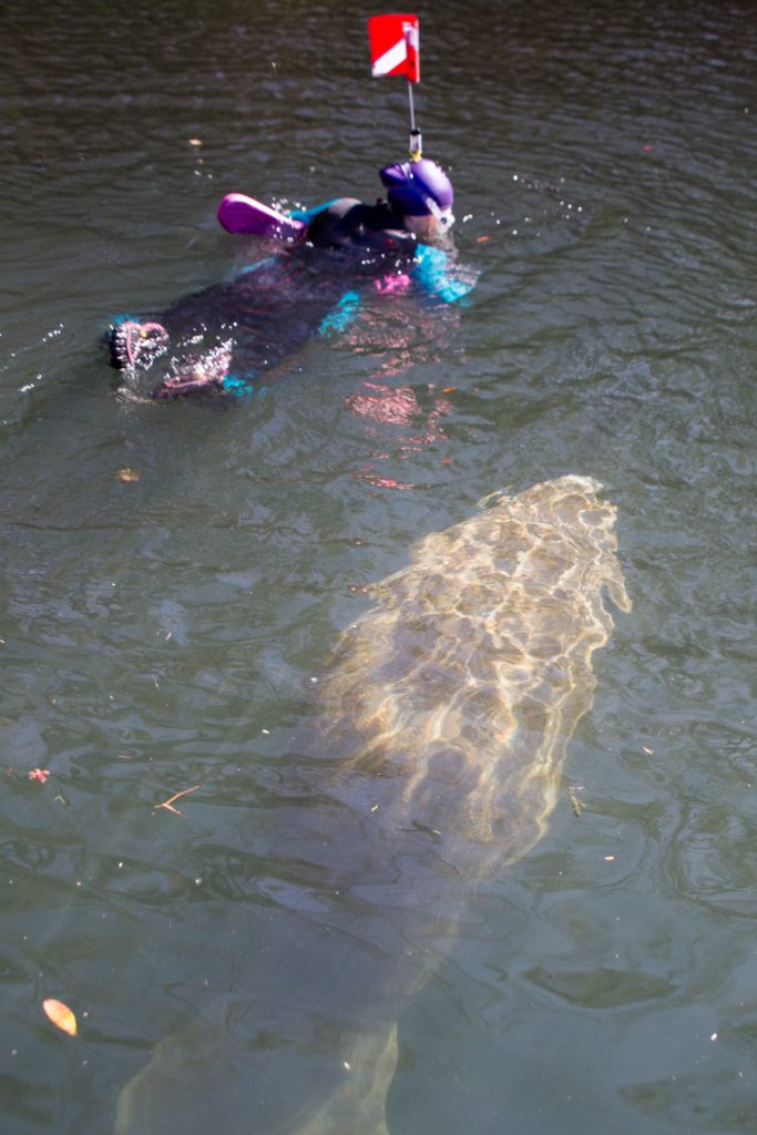 Swimming with manatees