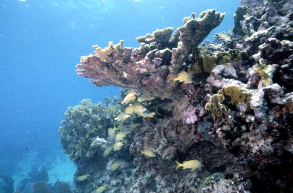 Coral reef in John Pennekamp Coral Reef State Park in Key Largo, Florida Keys
