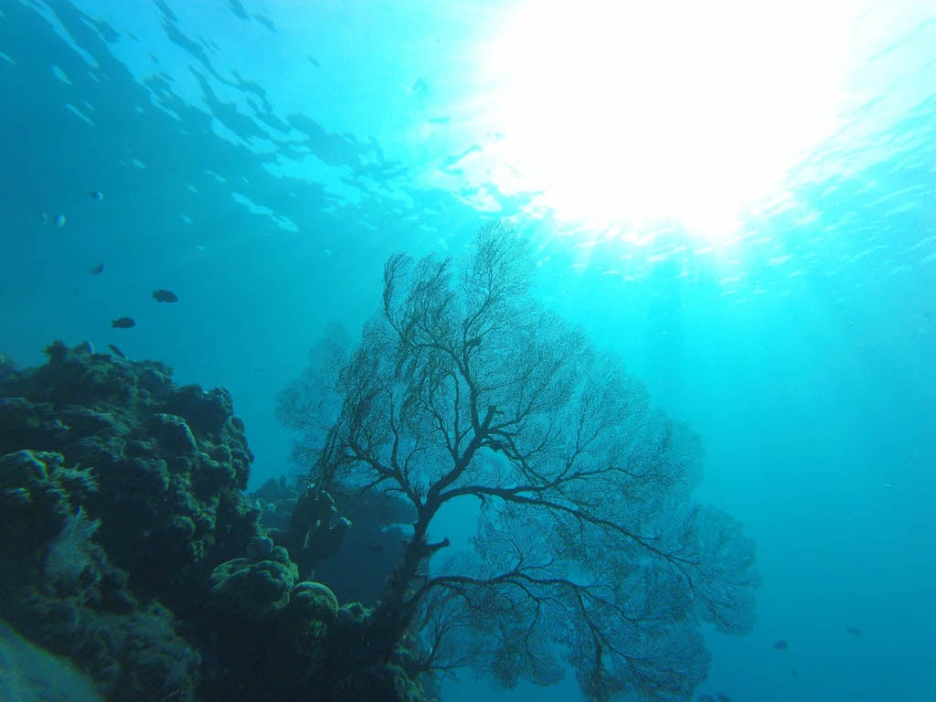 Underwater photo of coral reef in clear water in Florida Keys