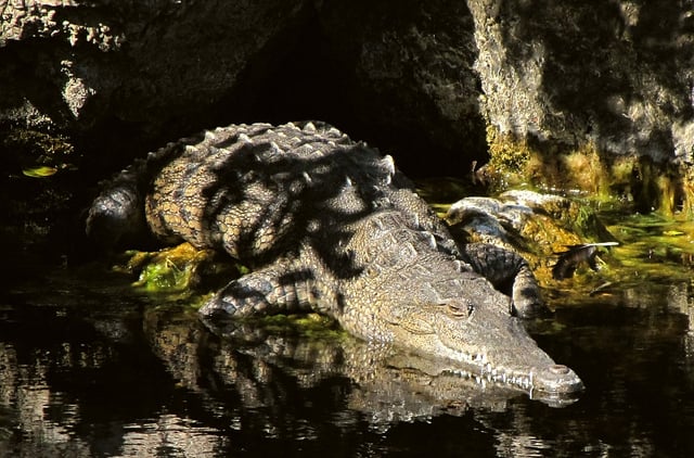 A crocodile in Key Largo, Florida Keys