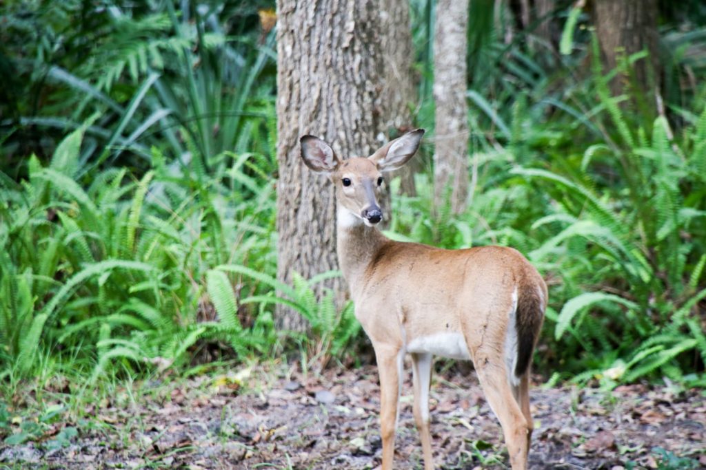 Deer in Kelly Park/Rock Springs Run