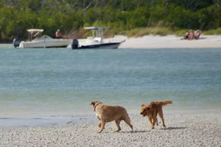 dog friendly beach in florida