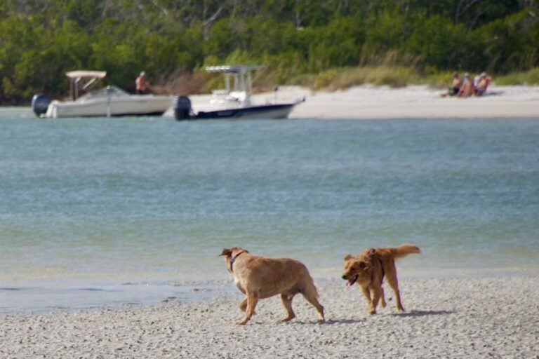 Dog Friendly Beaches in Florida