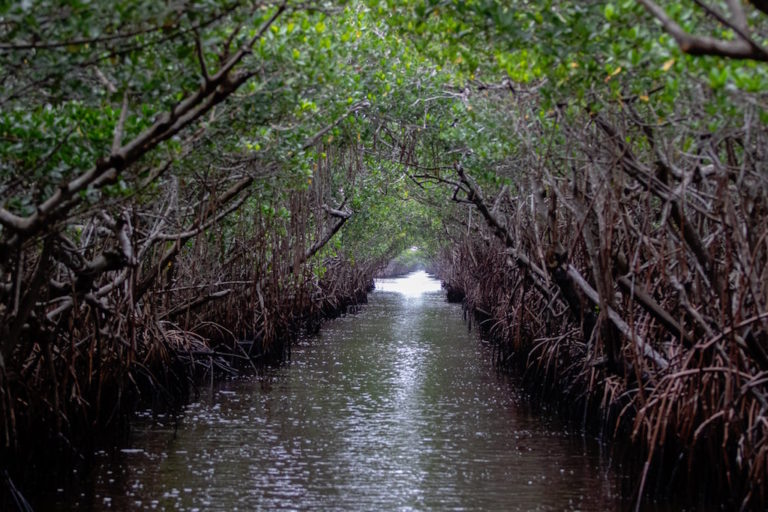 Everglades