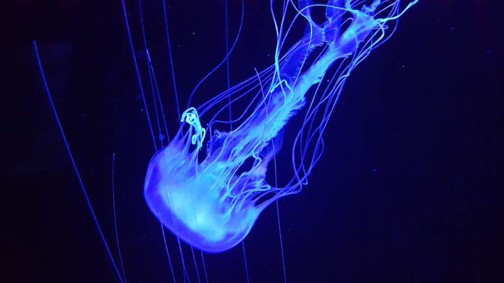 Jelly fish at Florida Aquarium in Tampa