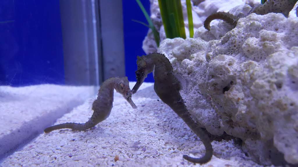 Sea horses at Florida Aquarium in Tampa