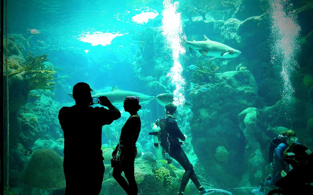 Scuba diver diving with sharks, tourists standin front of aquarium tank. Florida Aquarium in Tampa