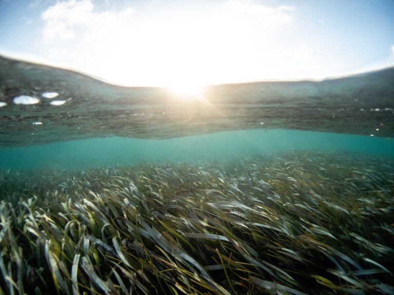 Florida Bay Seagrass Impact