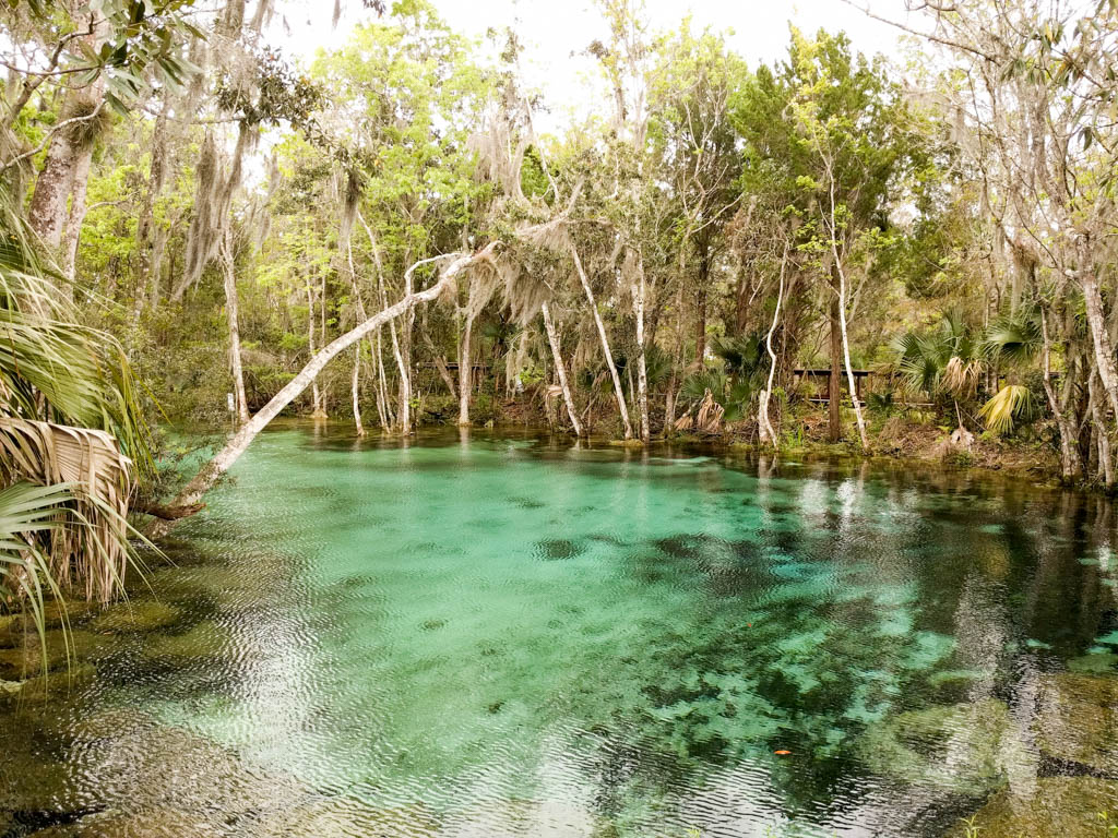 Three Sisters Spring in Crystal River, during the winter holidays