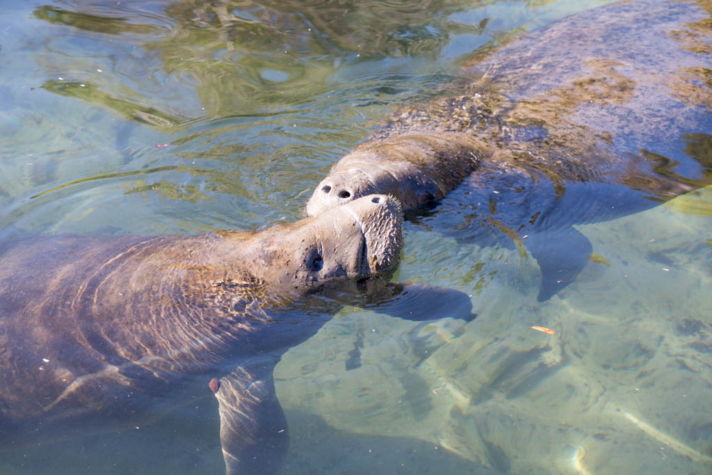 Manatees in Florida, seen during the winter holidays