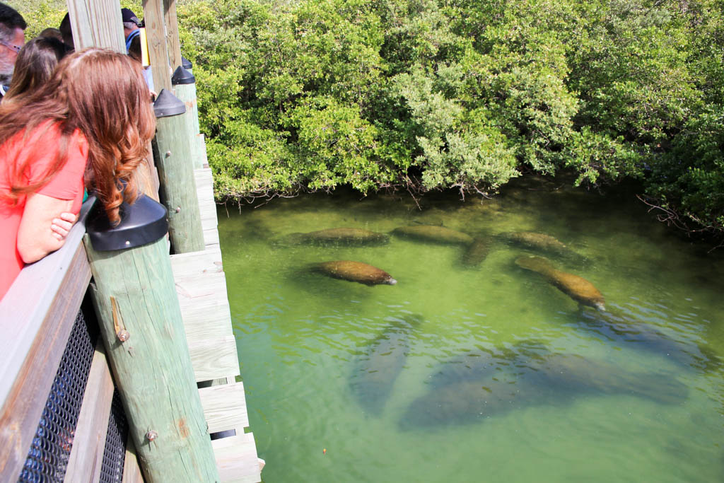 People viewing manatees at the TECO manatee viewing center in Tampa during Christmas holidays