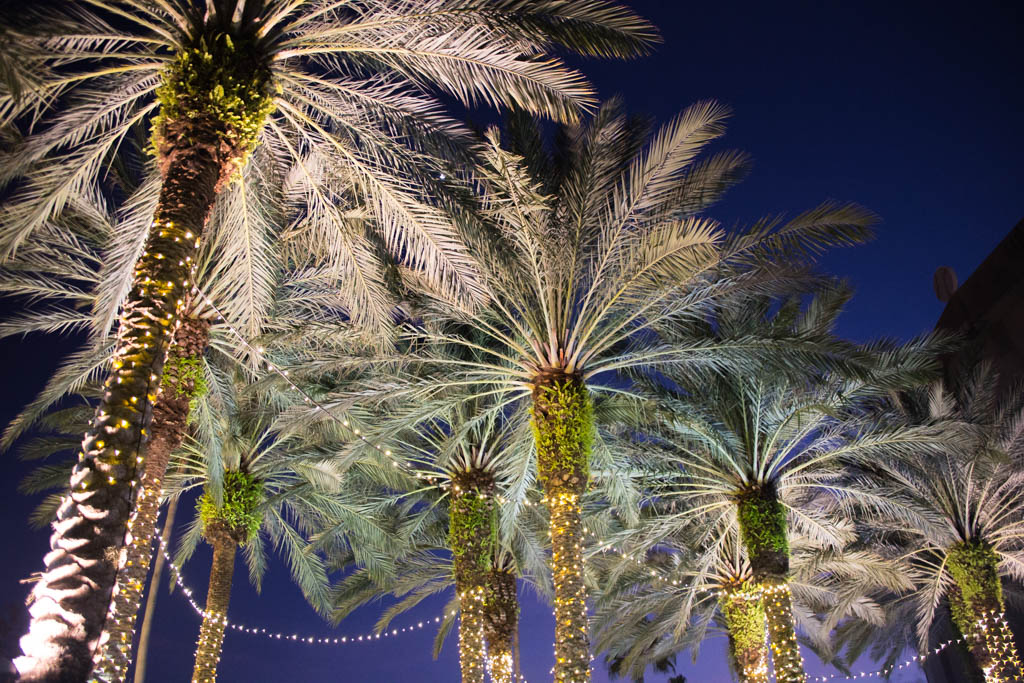 Christmas lights on palm trees in Florida