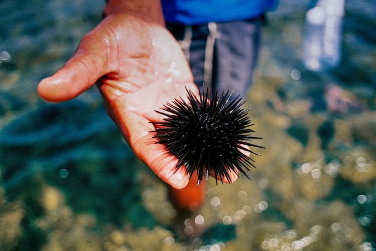 Sea Urchins